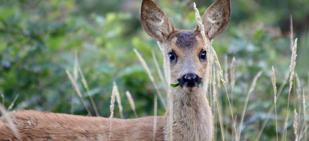 Rådjur skador trädgård